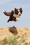 BORDER COLLIE 468